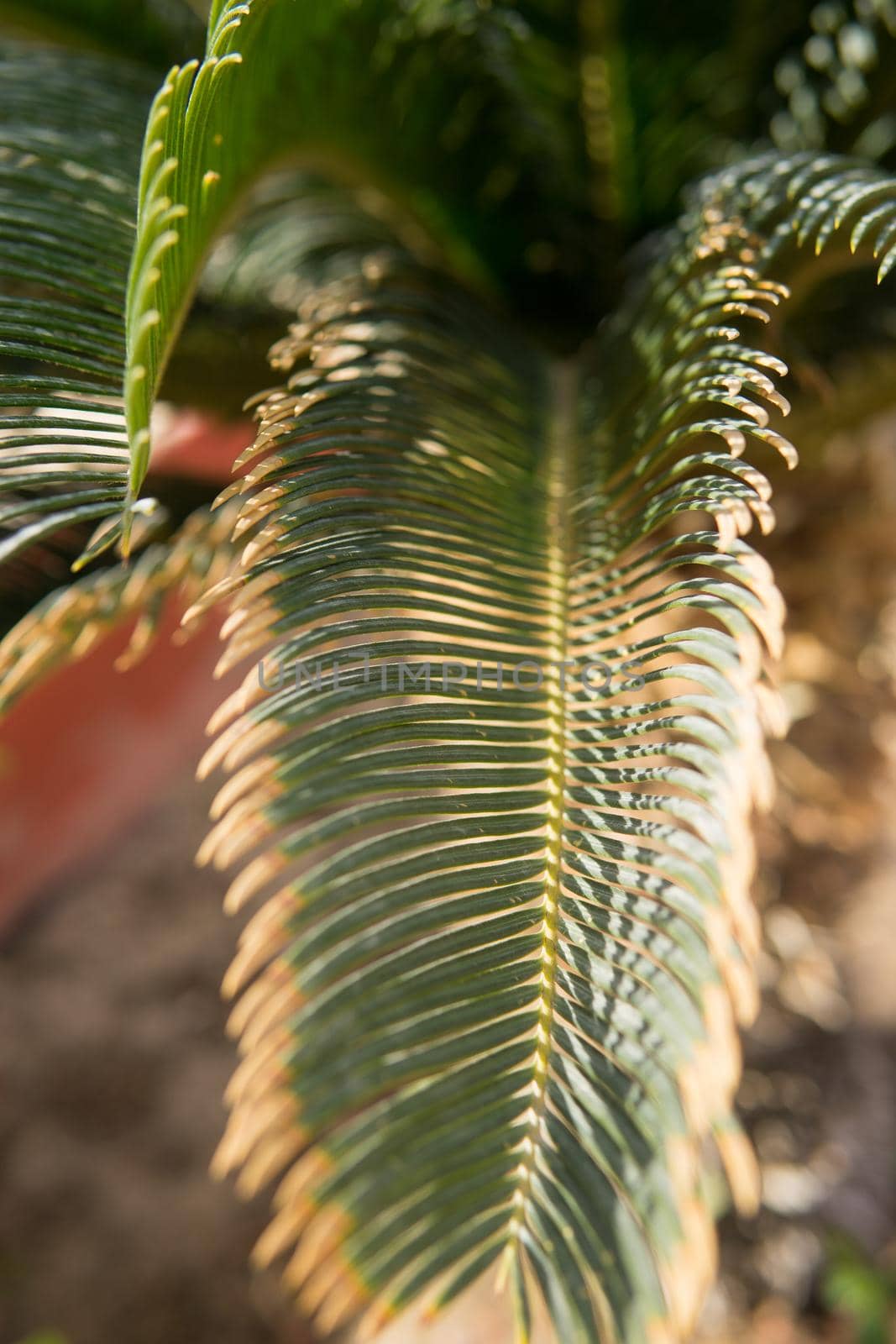 Green palm leaves, natural background. by Annu1tochka