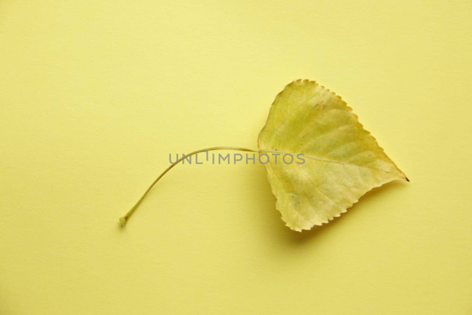 Yellow leaf on a yellow background. Autumn background. High quality photo