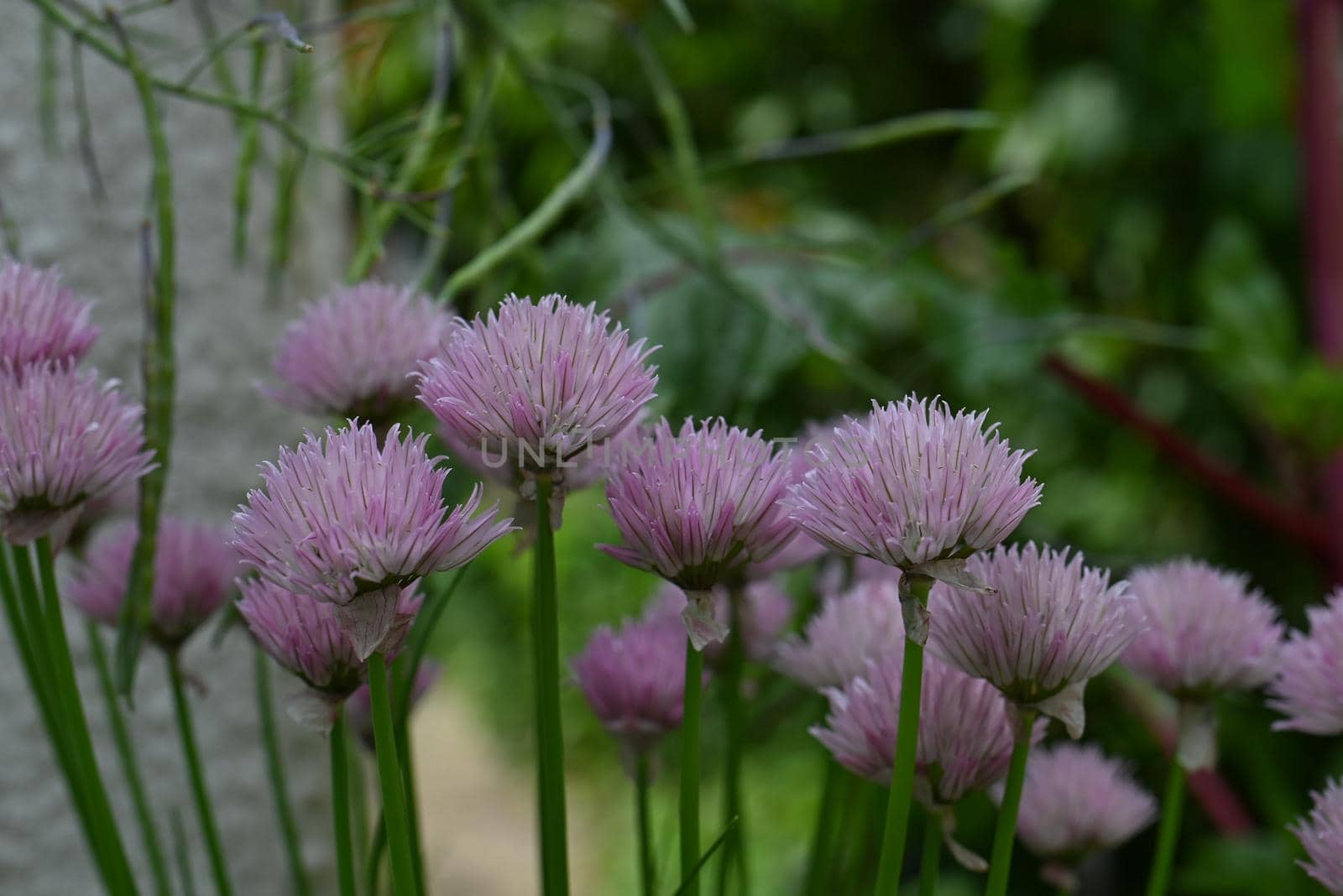 Flowering chives in the garden as a close up by Luise123