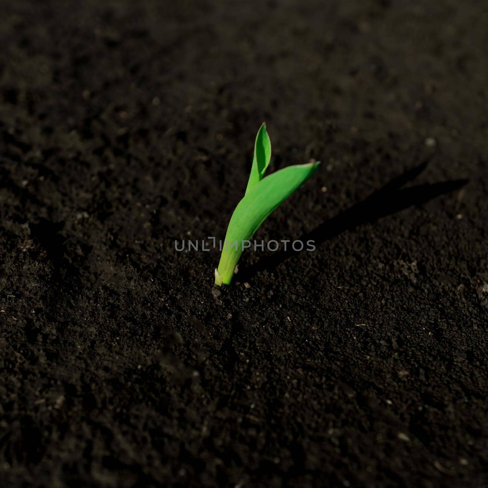 Young green sprout of corn, sprouting from the ground