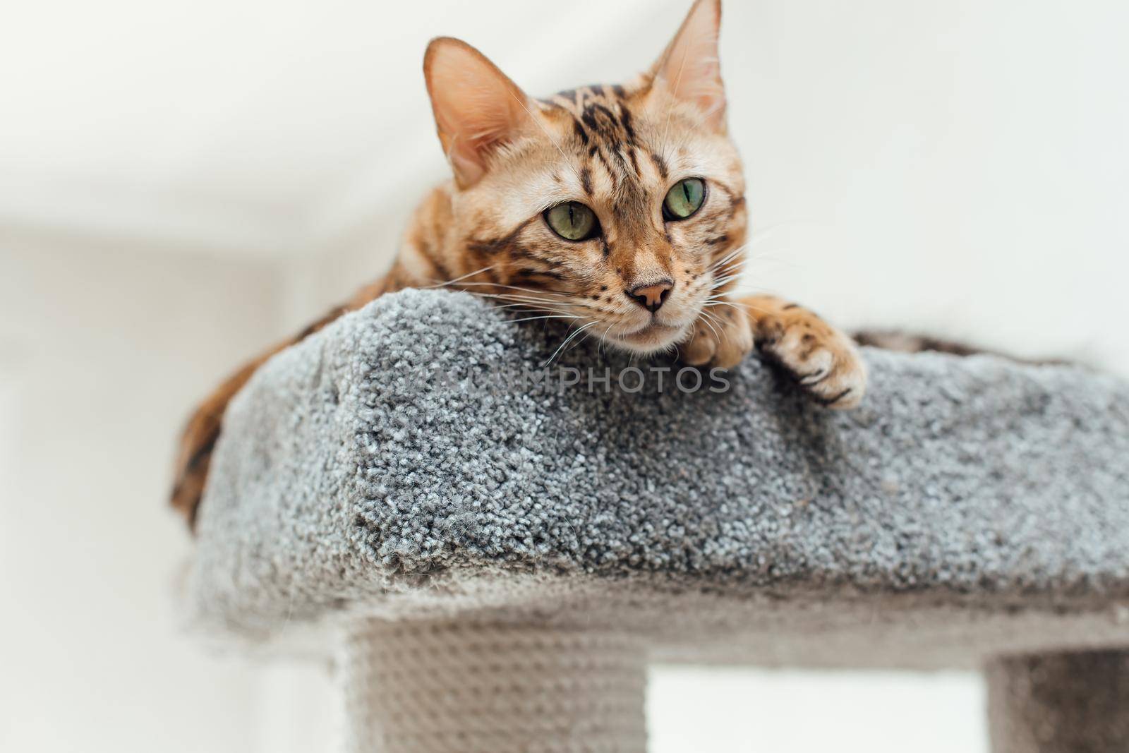 Young cute bengal cat laying on a soft cat's shelf of a cat's house indoors.