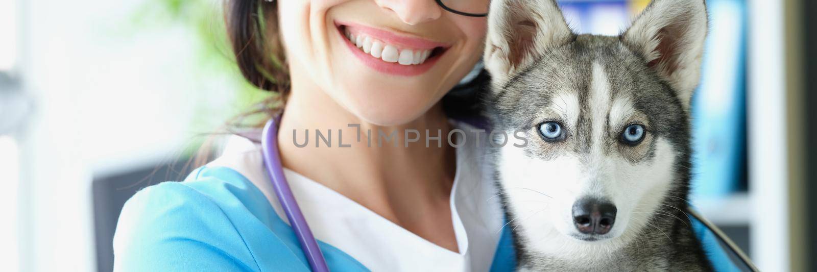 Friendly veterinarian carry beautiful husky puppy on hands by kuprevich