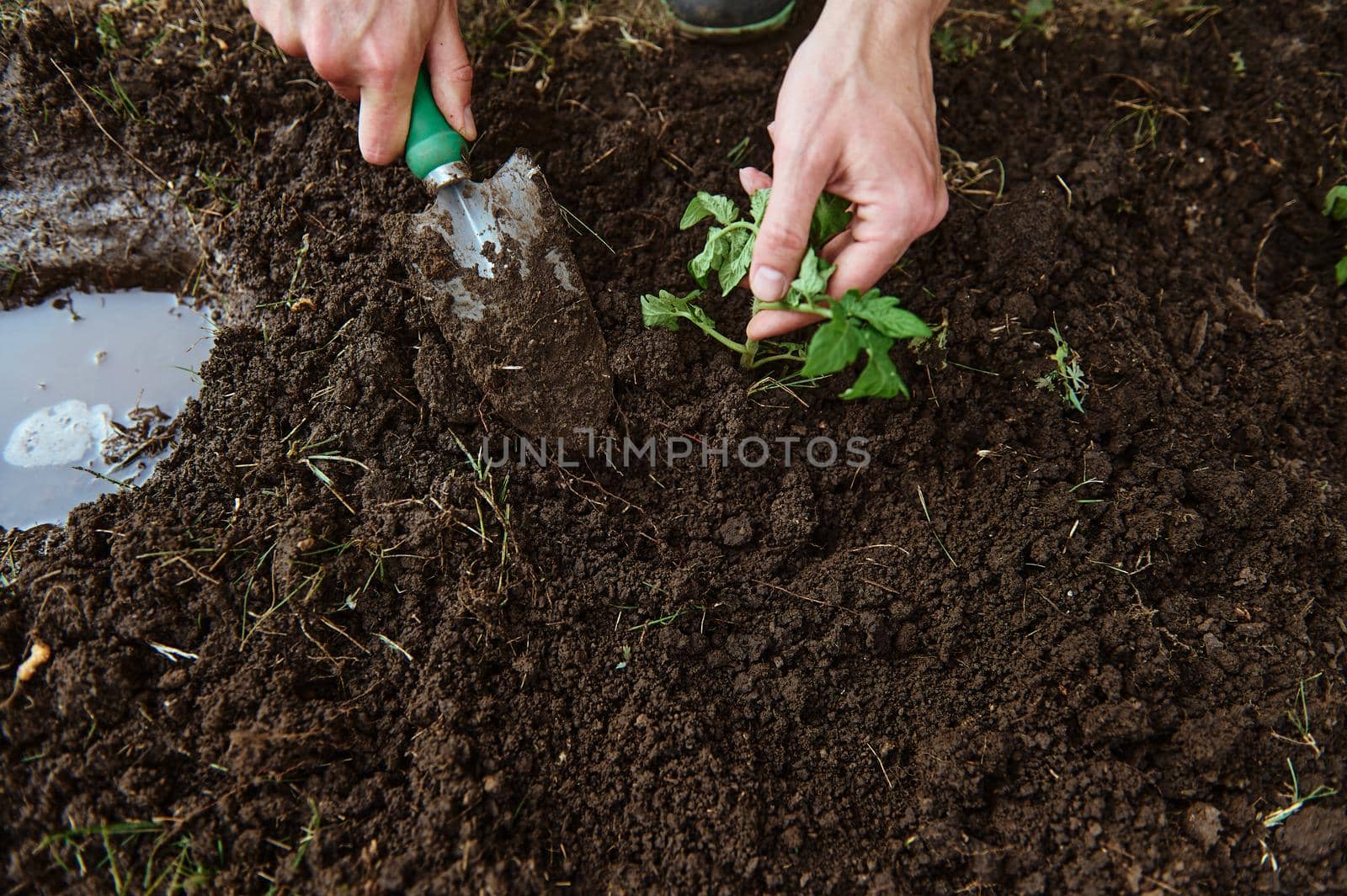 View from above to farmer's hands using garden shovel digs and loosens the black soil while planting tomato sapling in open ground of an eco farm. Horticulture, eco farming concept. Copy ad space