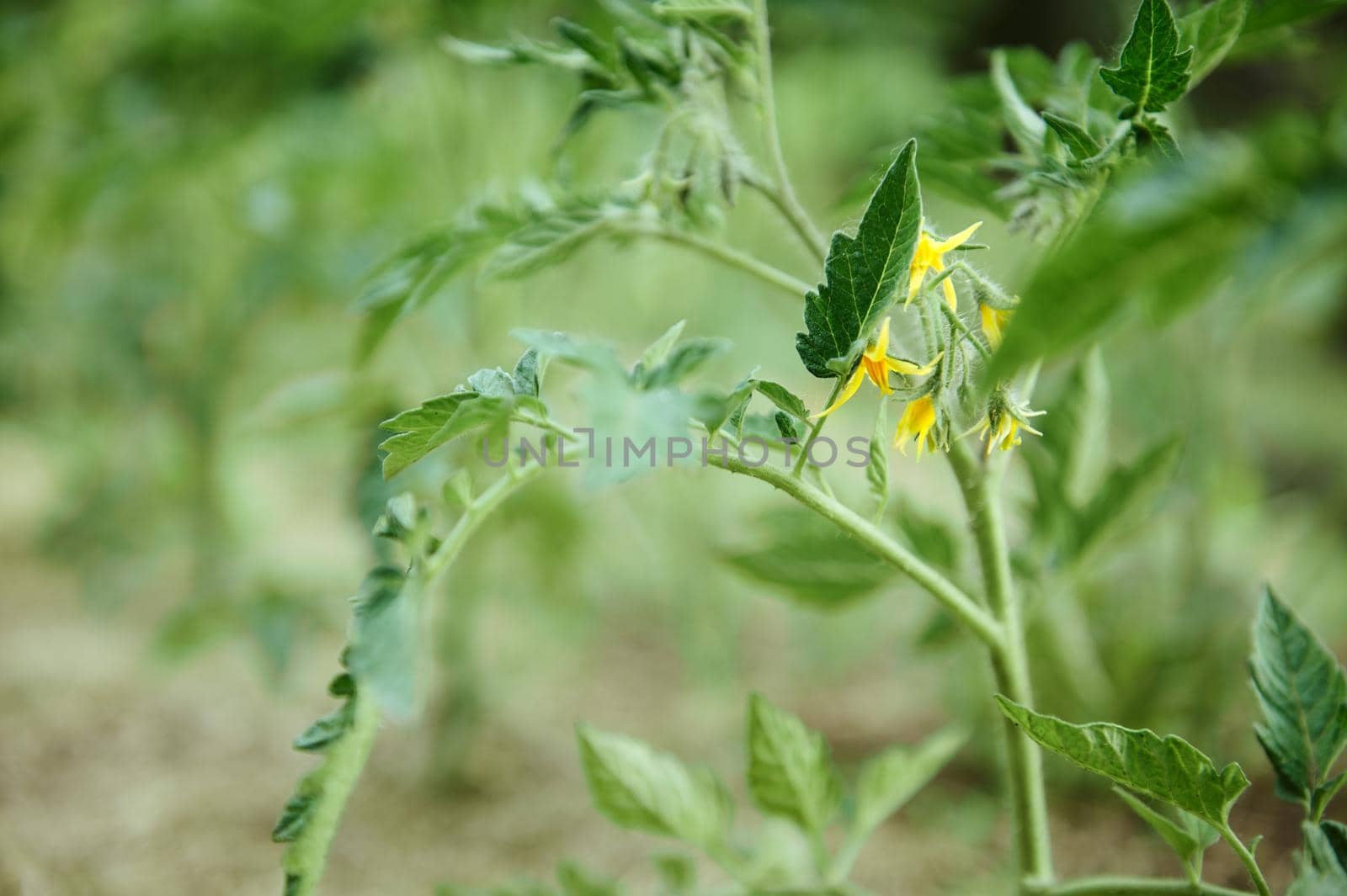 Blooming yellow twigs of tomatoes growing in a flowerbed in open ground. Growth of natural ecological vegetables. Copy space for advertising text