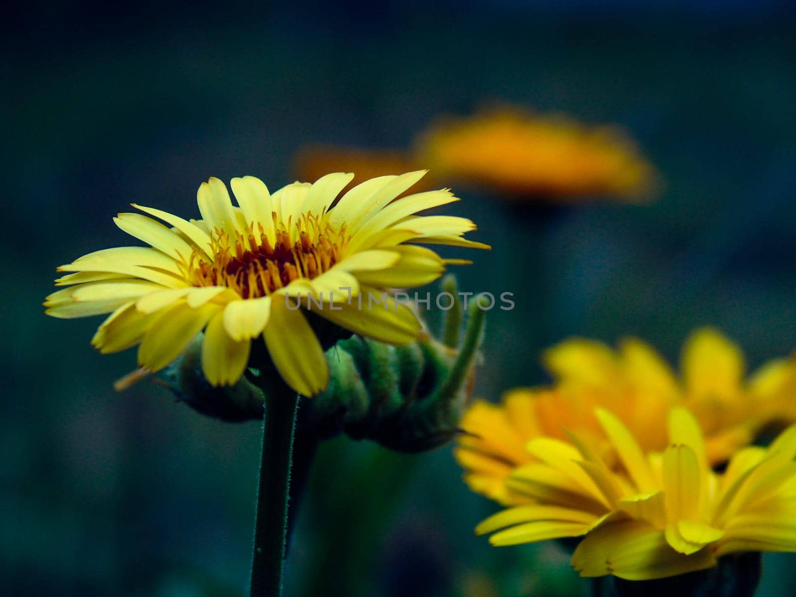 Landscape photography in summer, sunset, plants, seaside and mountain by yohananegusse