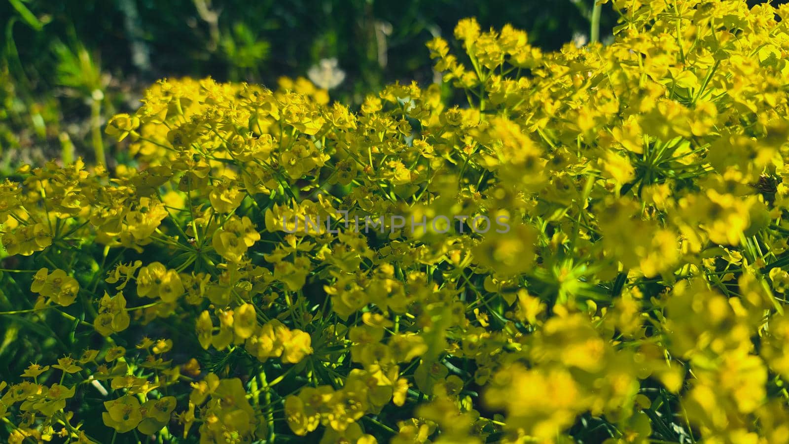 Landscape photography in summer, sunset, plants, seaside and mountain by yohananegusse