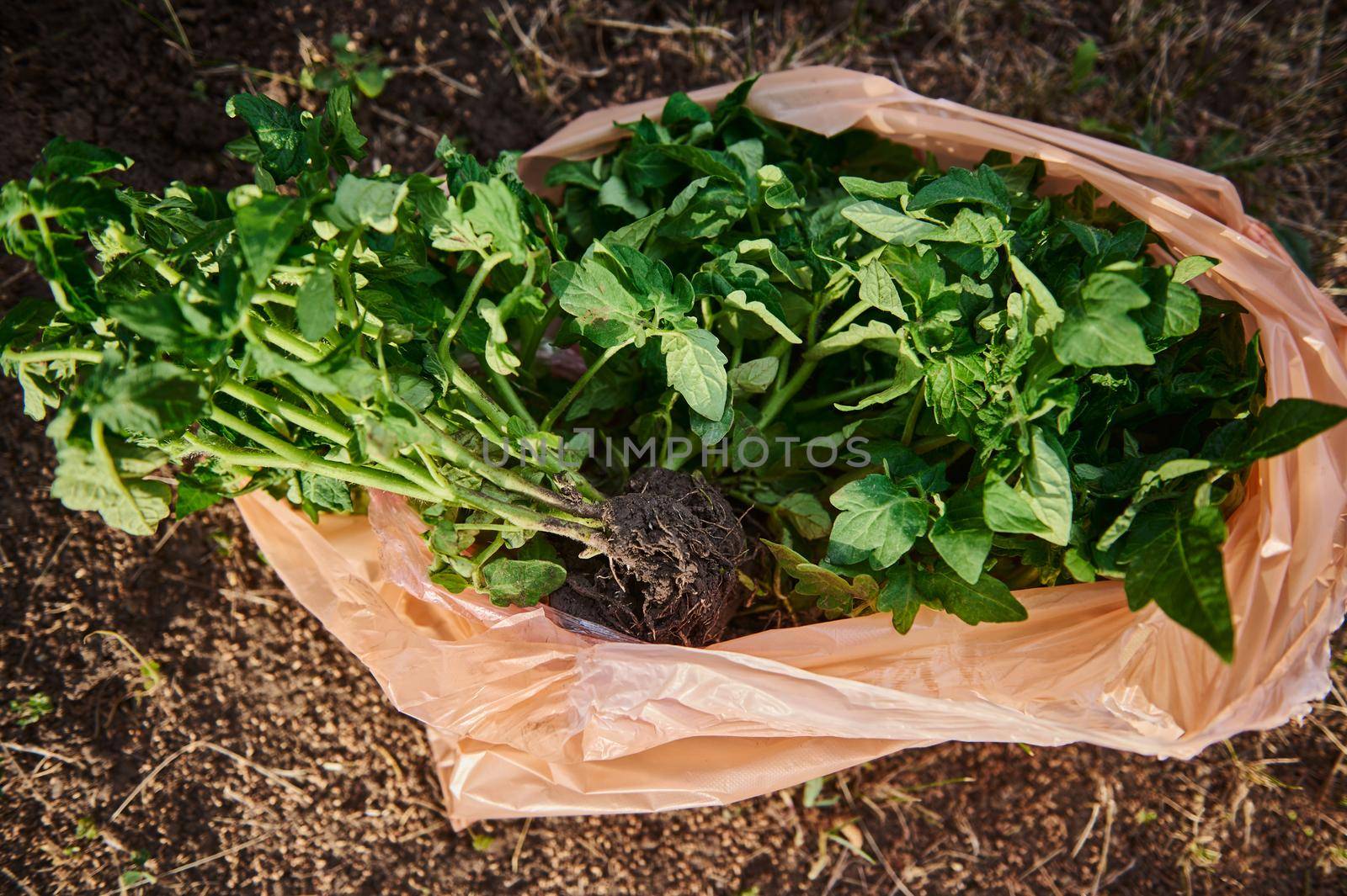 Garden shovel on a loose and digged soil and newly planted tomato seedling for cultivation in open ground. Horticulture, agricultural hobby, business and fight against hunger concept