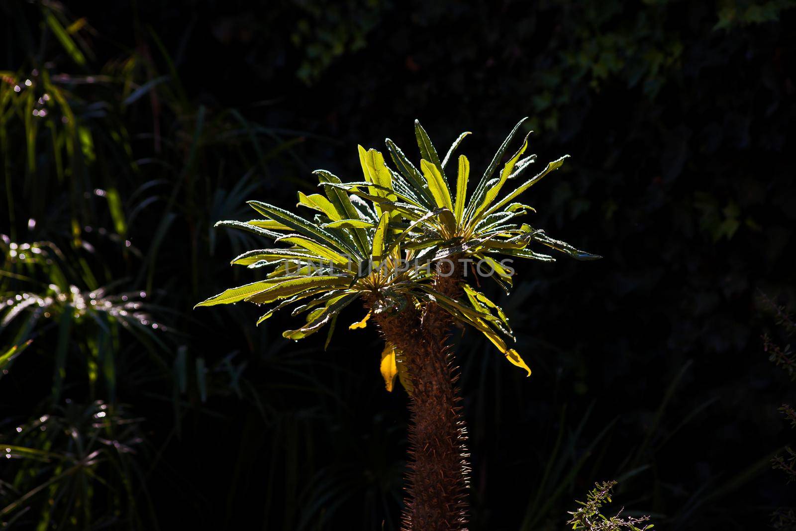 Backlit Madagascar Palm (Pachypodium lamerei) after the rain