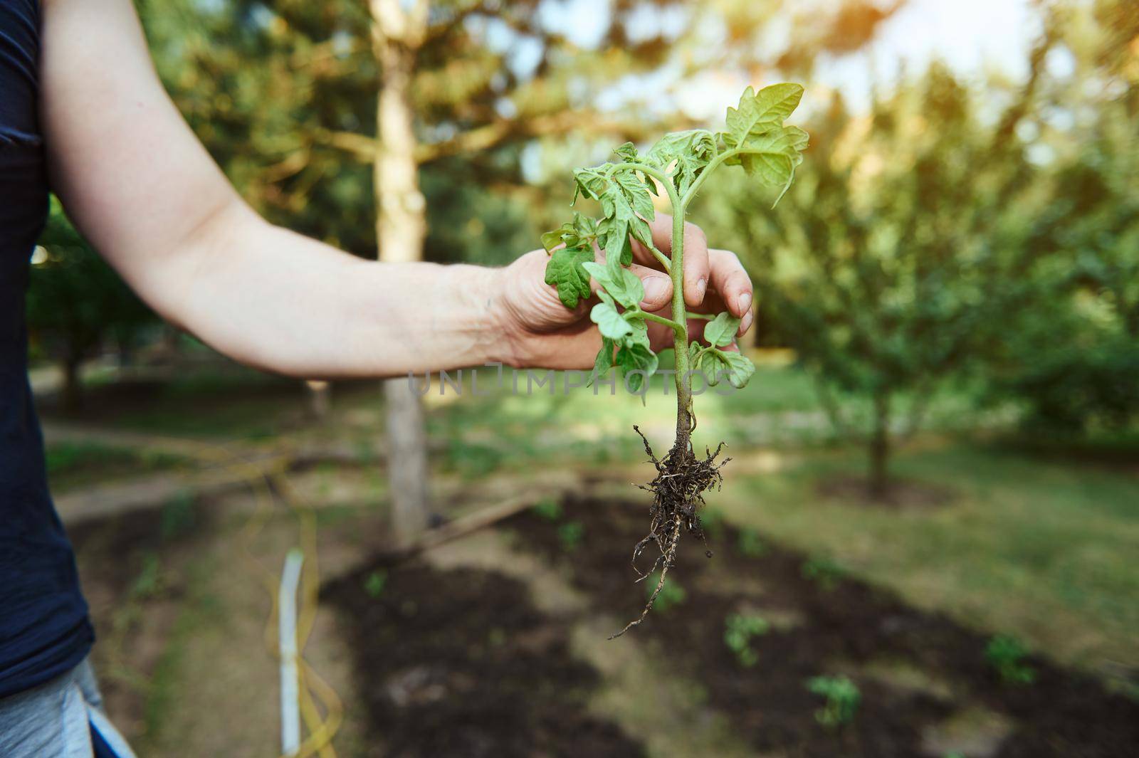 Close-up of a farmer's hand holding a tomato seedlings with soiled roots while planting it in the black soil for cultivating organic tomatoes in the open ground of an eco farm by artgf