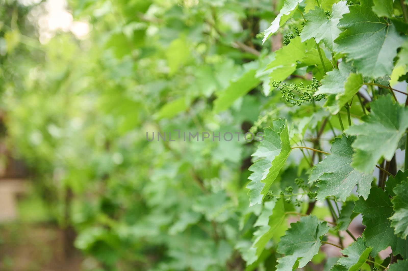 Ripening green grapes hanging on the branches of grapes by artgf