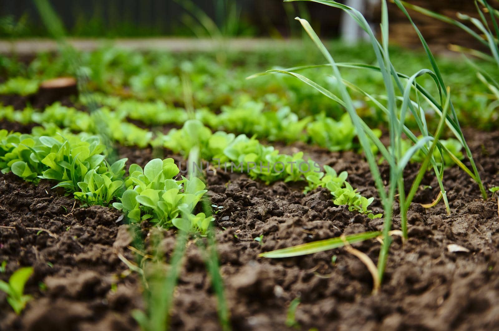 Eco-farming, horticulture, agricultural hobby and business concept. Row of growing eco lettuce leaves in a flowerbed.