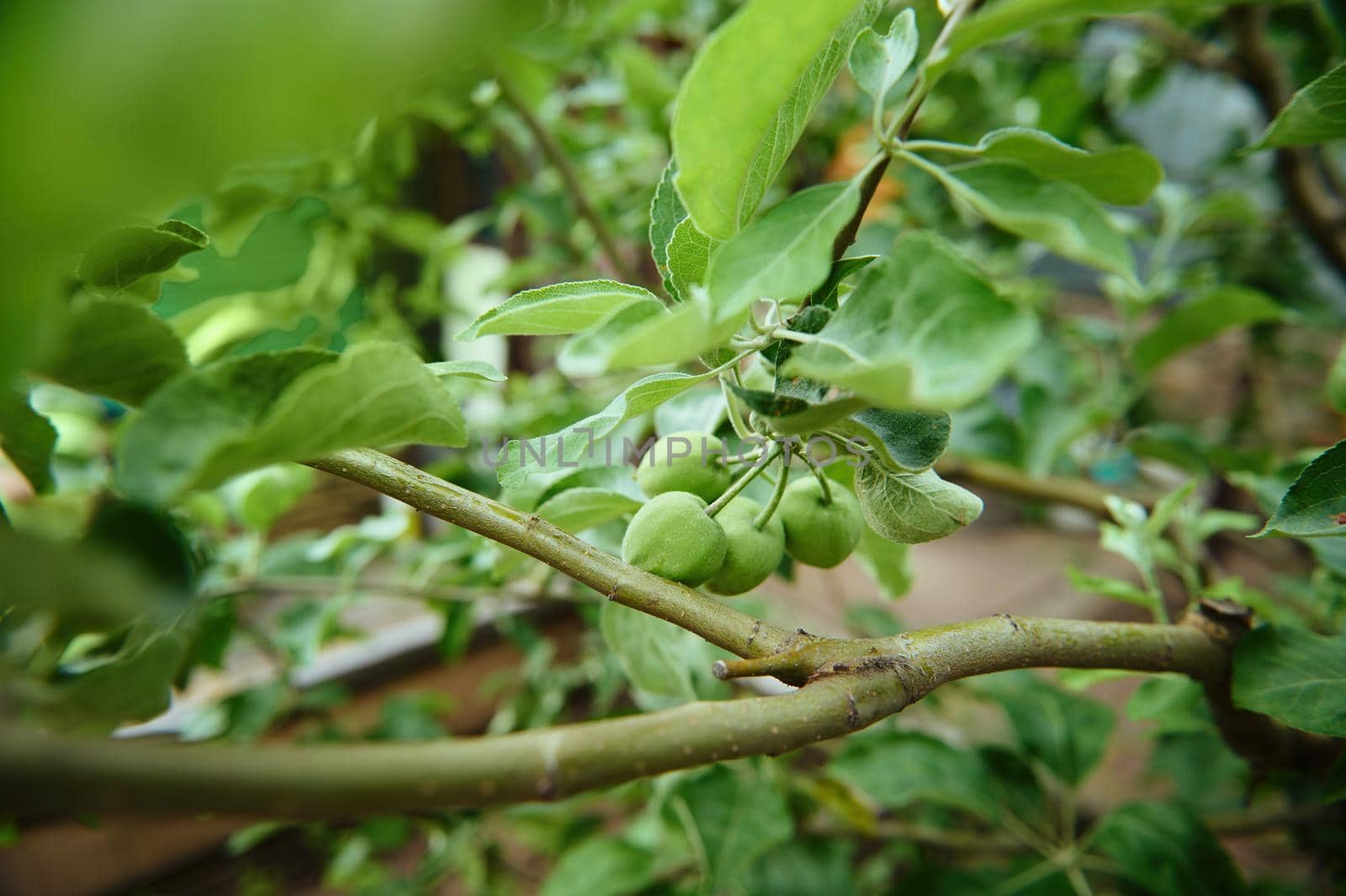 Close-up of a branch with ripening apples in the orchard by artgf