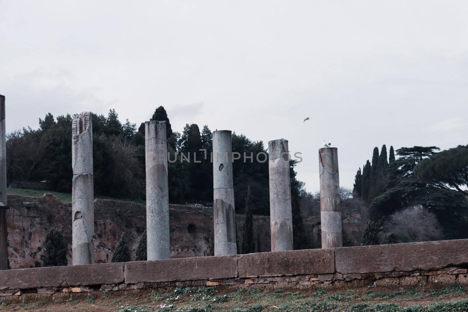 ROME, ITALY - February 05, 2022: Panoramic view around the Colosseum in city of Rome, Italy. Cold and gray sky in the background. Macro photography of the green parks with the old buildings.