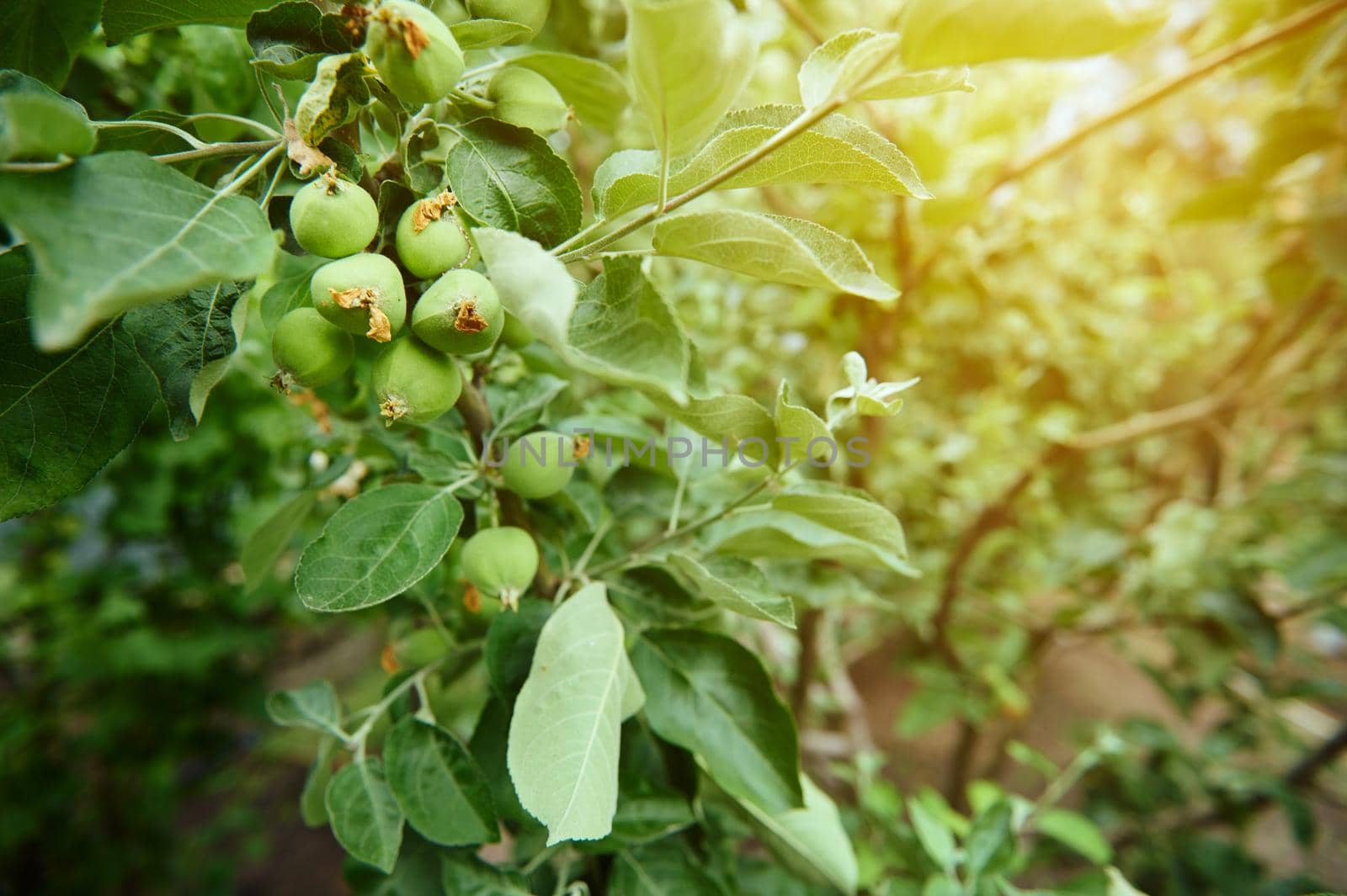 Close-up of a twig with ripening apples in the orchard against the backdrop of the sun's rays by artgf