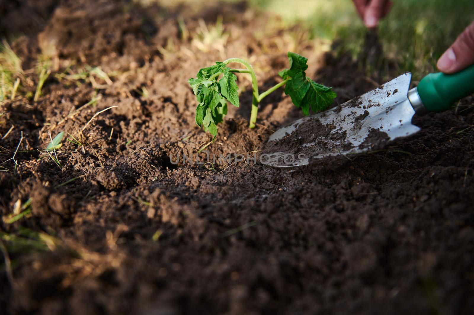 Garden shovel on a loose and digged soil and newly planted tomato seedling for cultivation in open ground. Horticulture, agricultural hobby, business concept by artgf