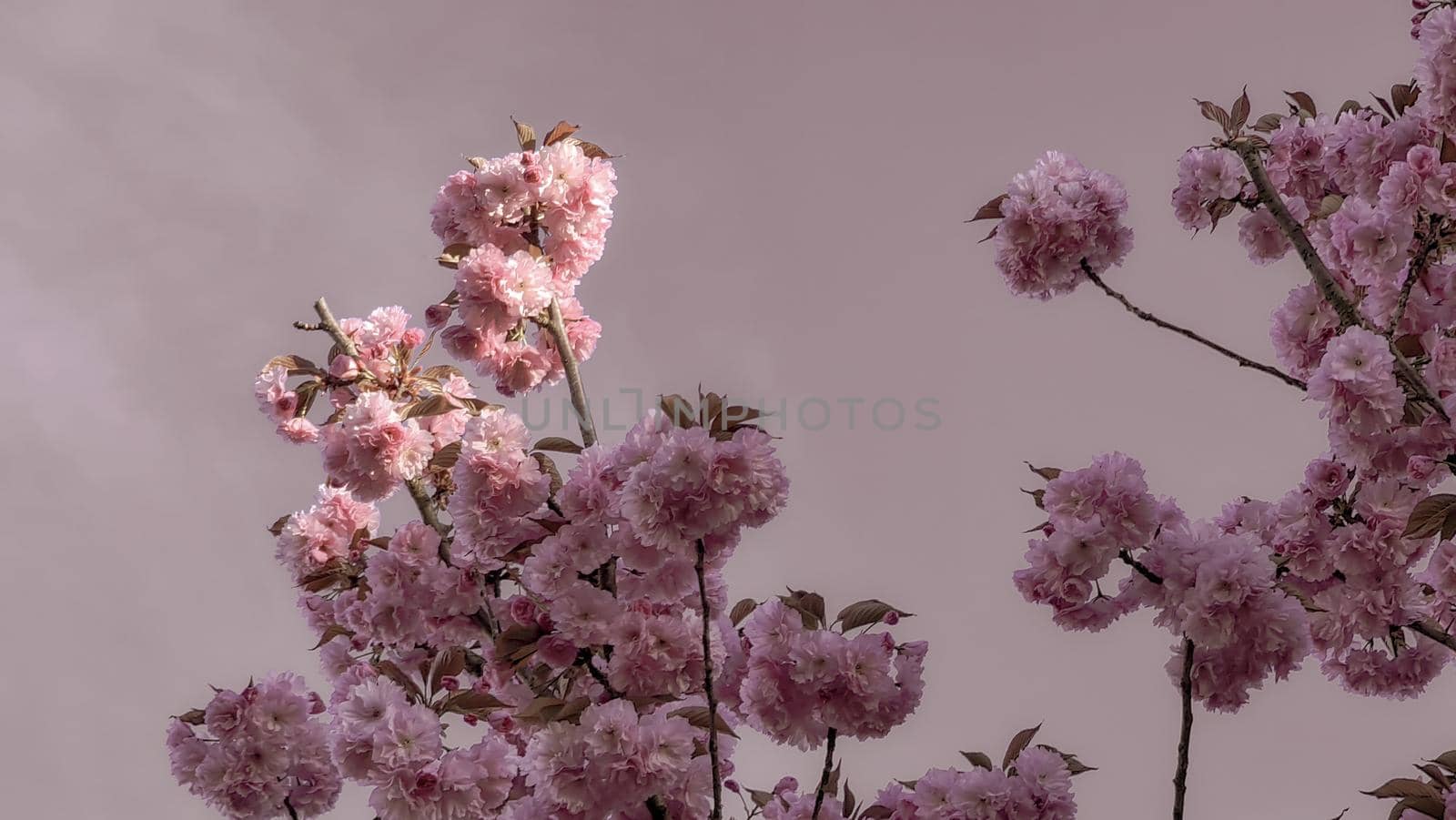 Beautiful floral spring abstract background of nature. Branches of blossoming apricot macro with soft focus on gentle light blue sky background.