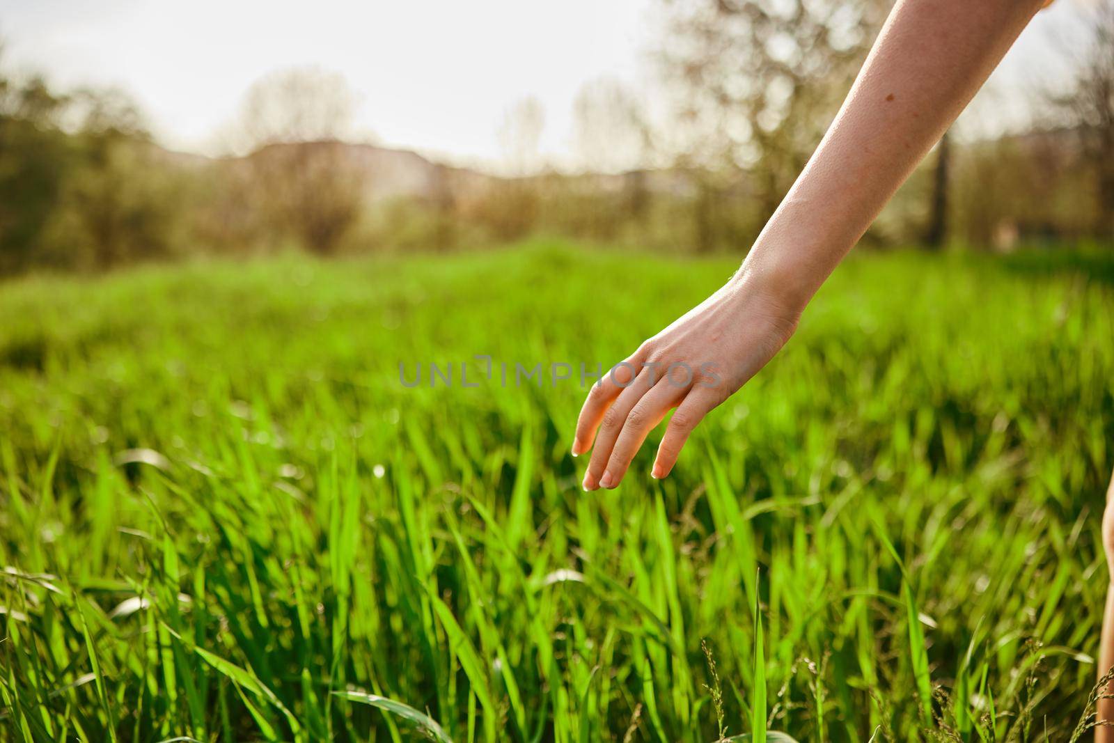 Woman, hand, nature, grass, field, sunset, sun. High quality photo