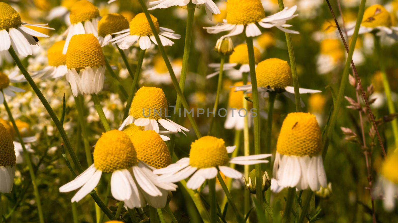 Chamomile flowers field wide background in sunlight. Blooming medical chamomilla. Flowery Meadow.