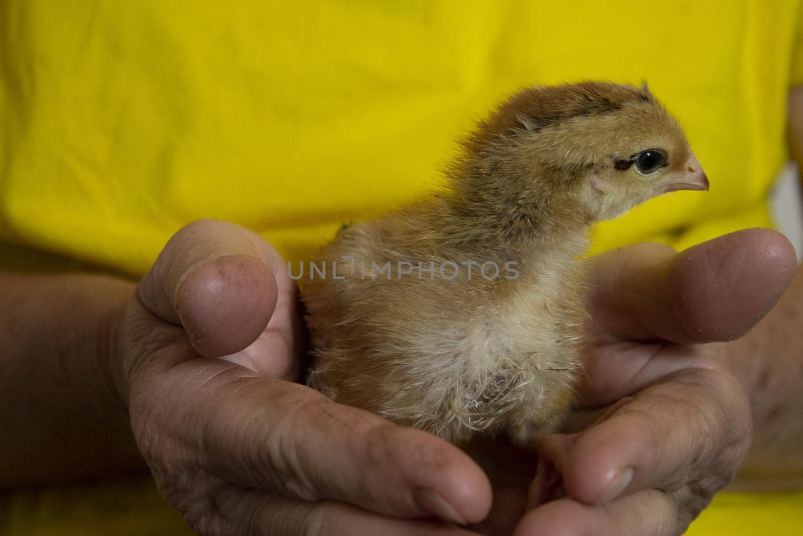 unfocused yellow little chicken in the hands of a man by Eldashev