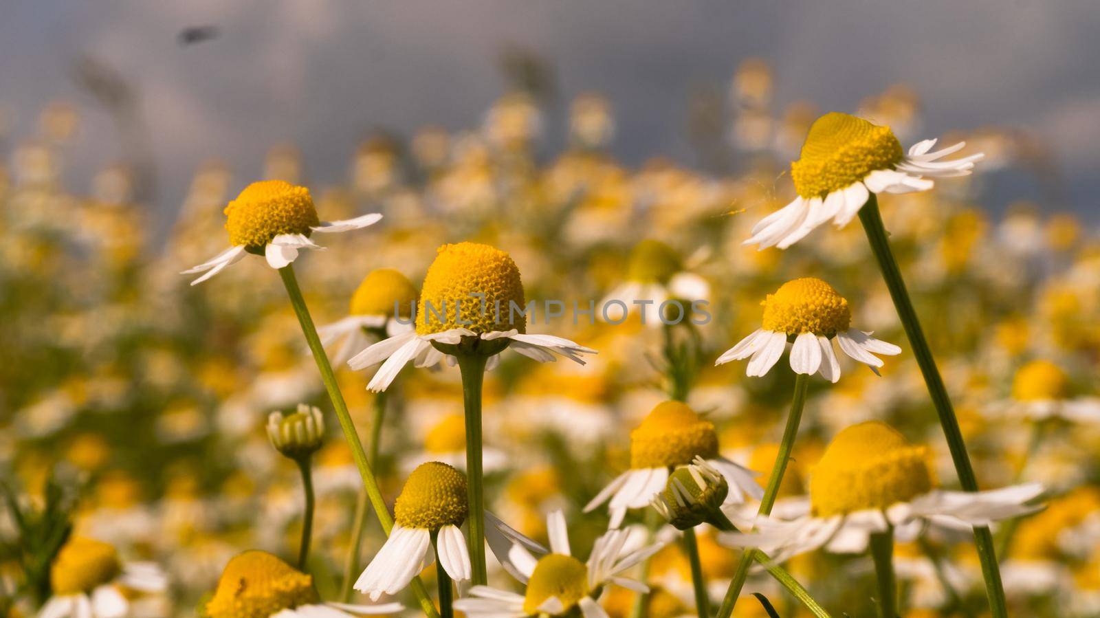 Chamomile plant, wild flowers. Field chamomiles flowers. Herbal medicine.