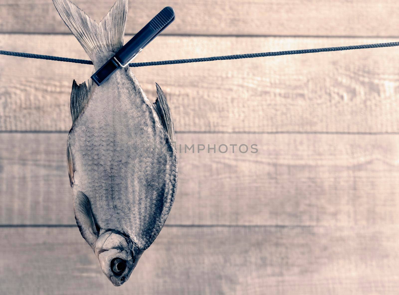 On the rope hangs a dried roach for further drying, fastened with clothespins. Presented on a wooden background.