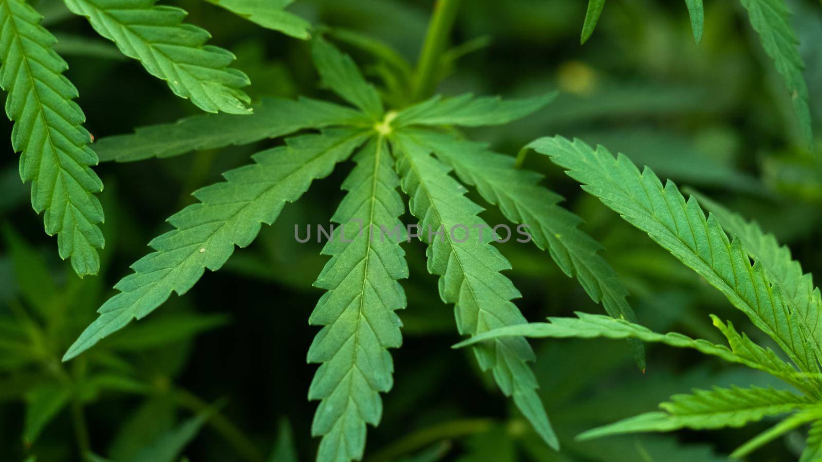 Close up Cannabis leaves background, hemp plant by RecCameraStock