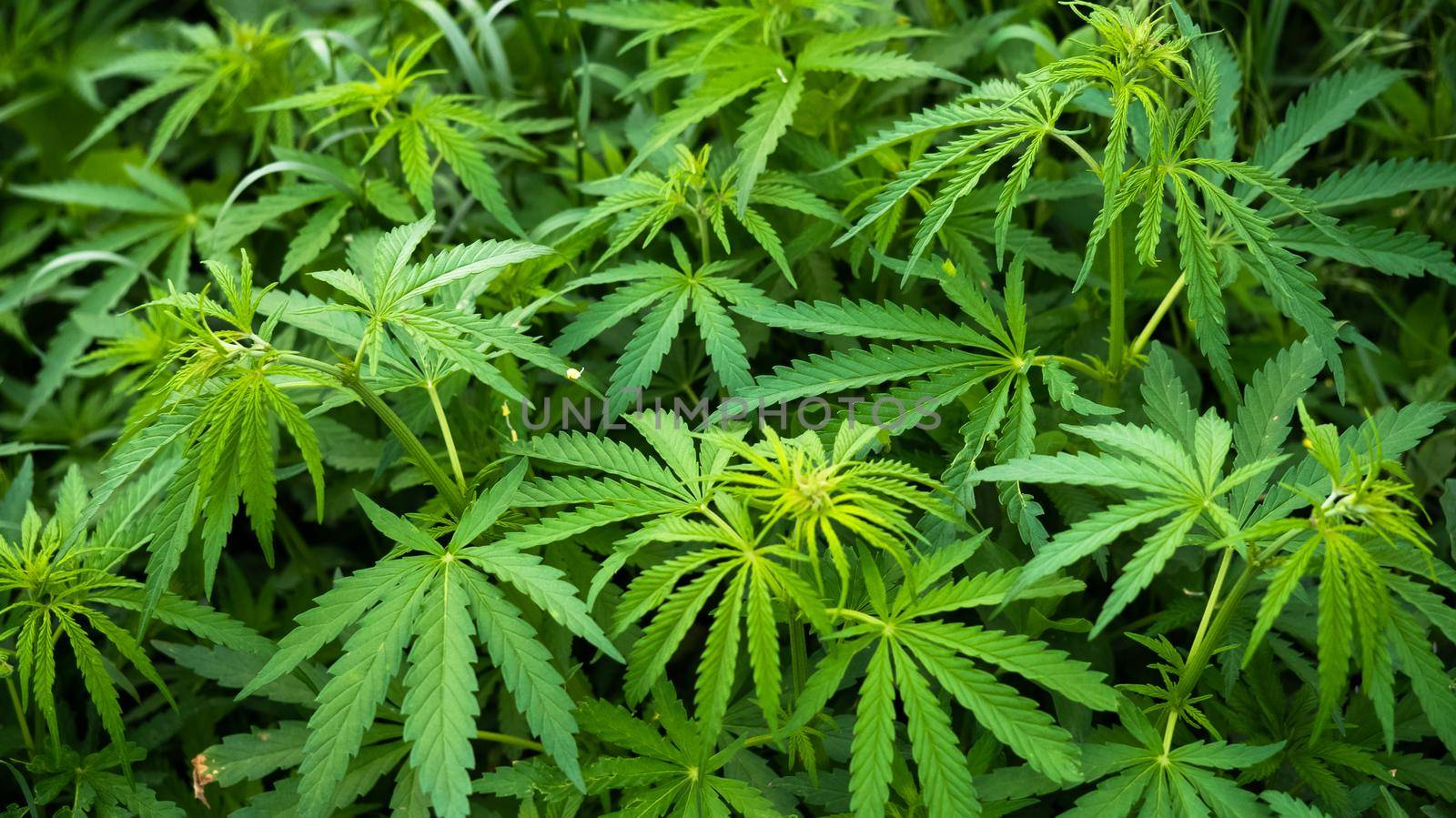 Cannabis Marijuana mature plant field, young hemp leaves. Cannabis plants growing outdoor.