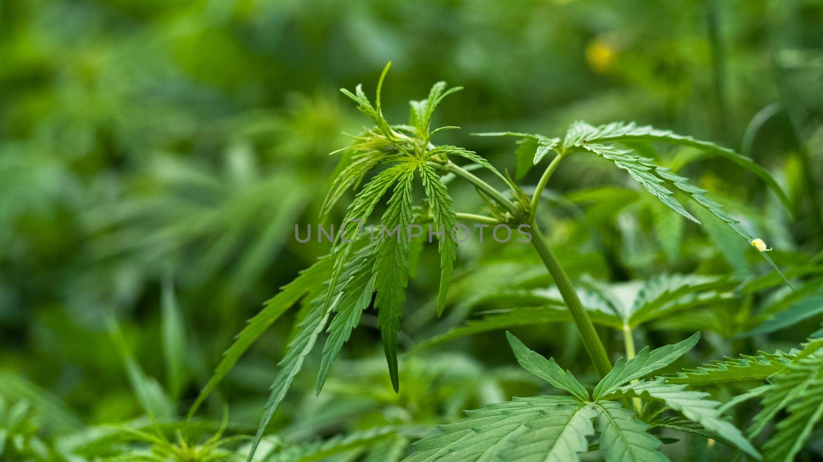 Cannabis Plants Growing Outdoor, wild hemp by RecCameraStock