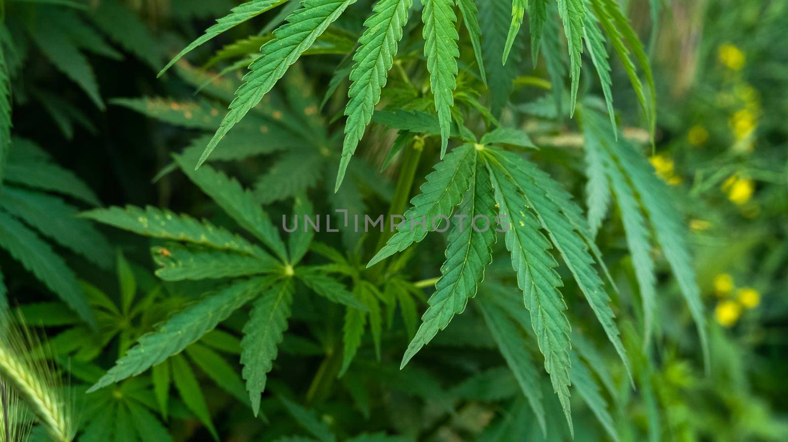 Young leaves of marijuana plant detail in sunlight by RecCameraStock