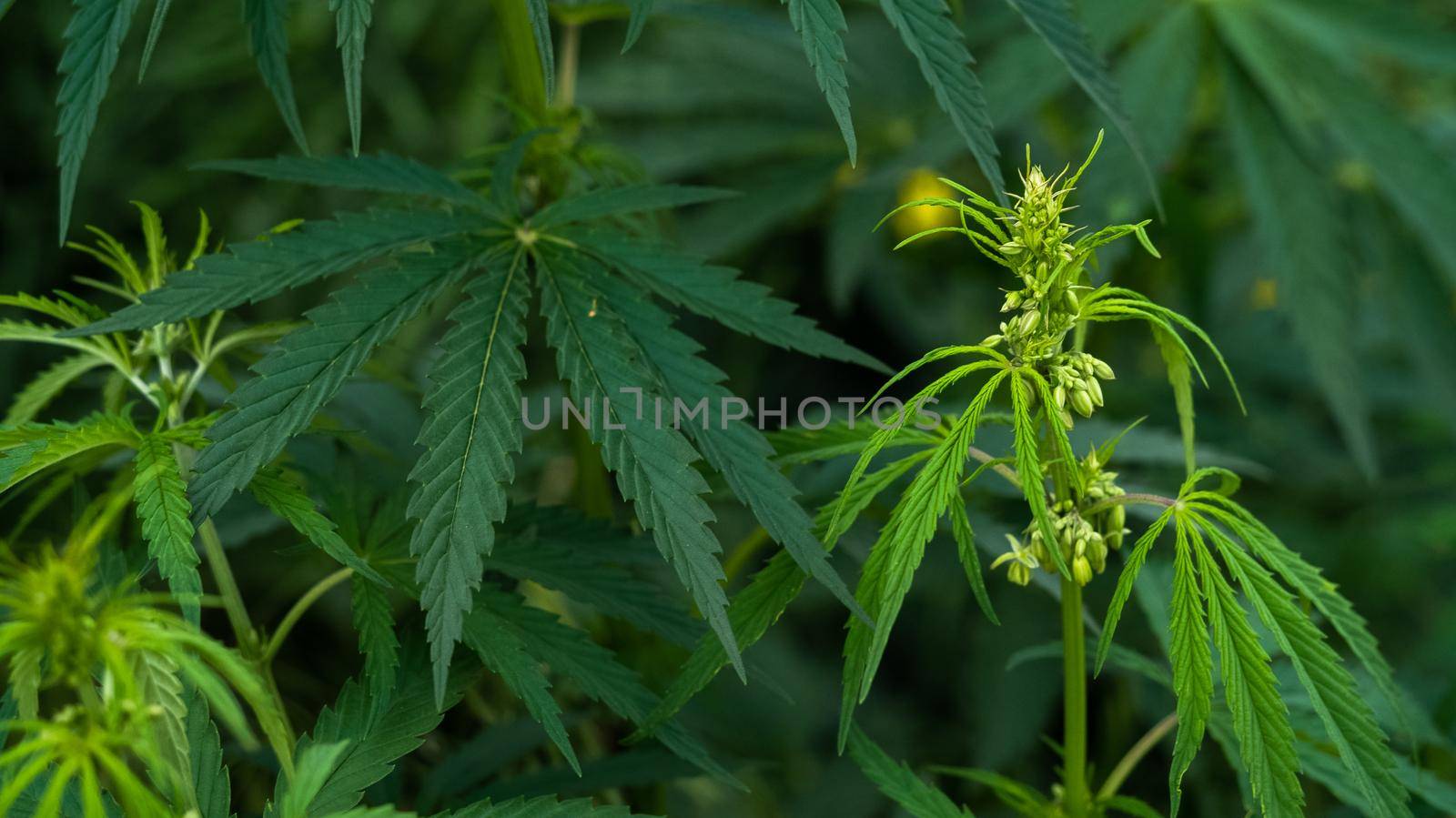 Cannabis male flower with polen sacks closeup. Hemp inflorescence. Cannabis plants growing in field