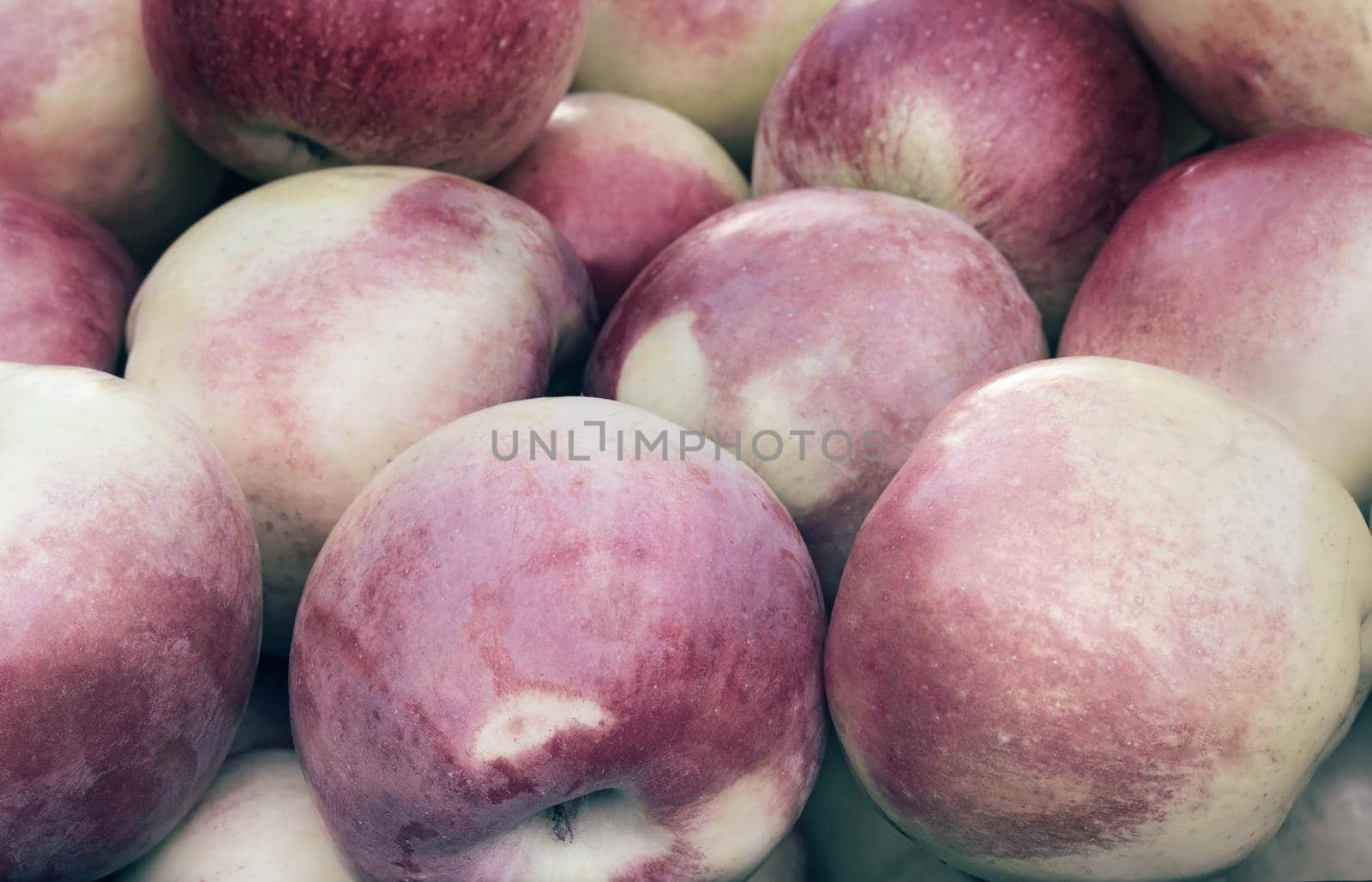 Beautiful and delicious large apples. Presents closeup.