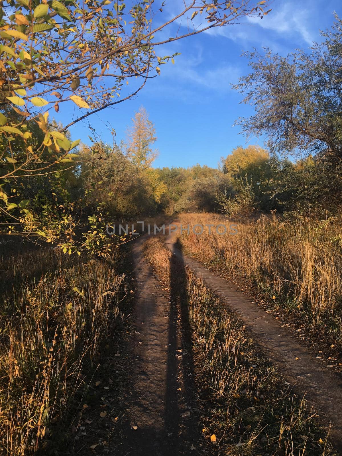 the shadow of a man on a forest autumn road in the dry grass