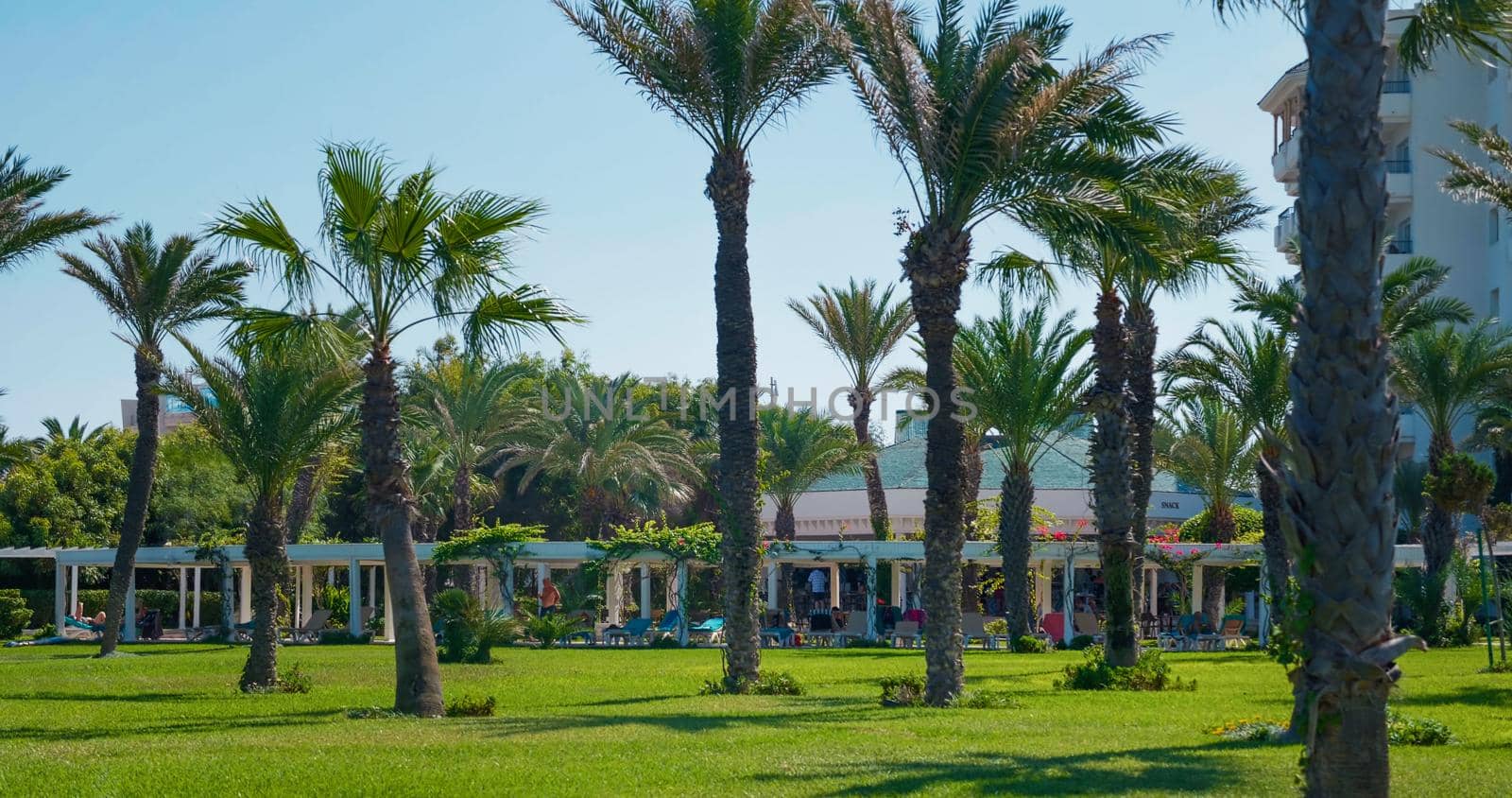 Palm trees in blue sky in a hotel garden by RecCameraStock