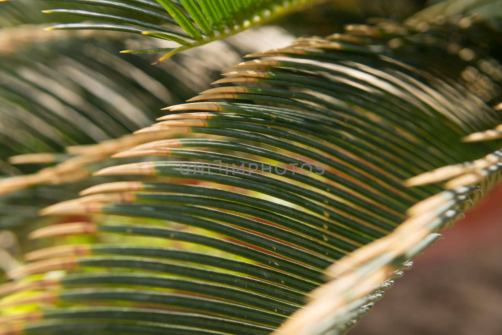 Green palm leaves, natural background. by Annu1tochka