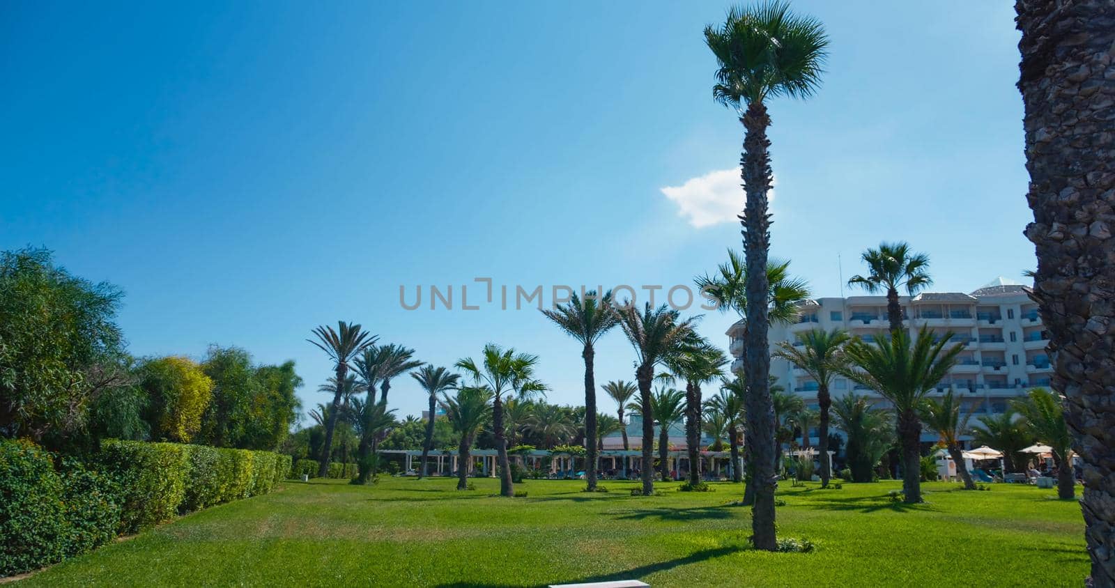 Hotel resort garden, Palm trees in blue sky by RecCameraStock