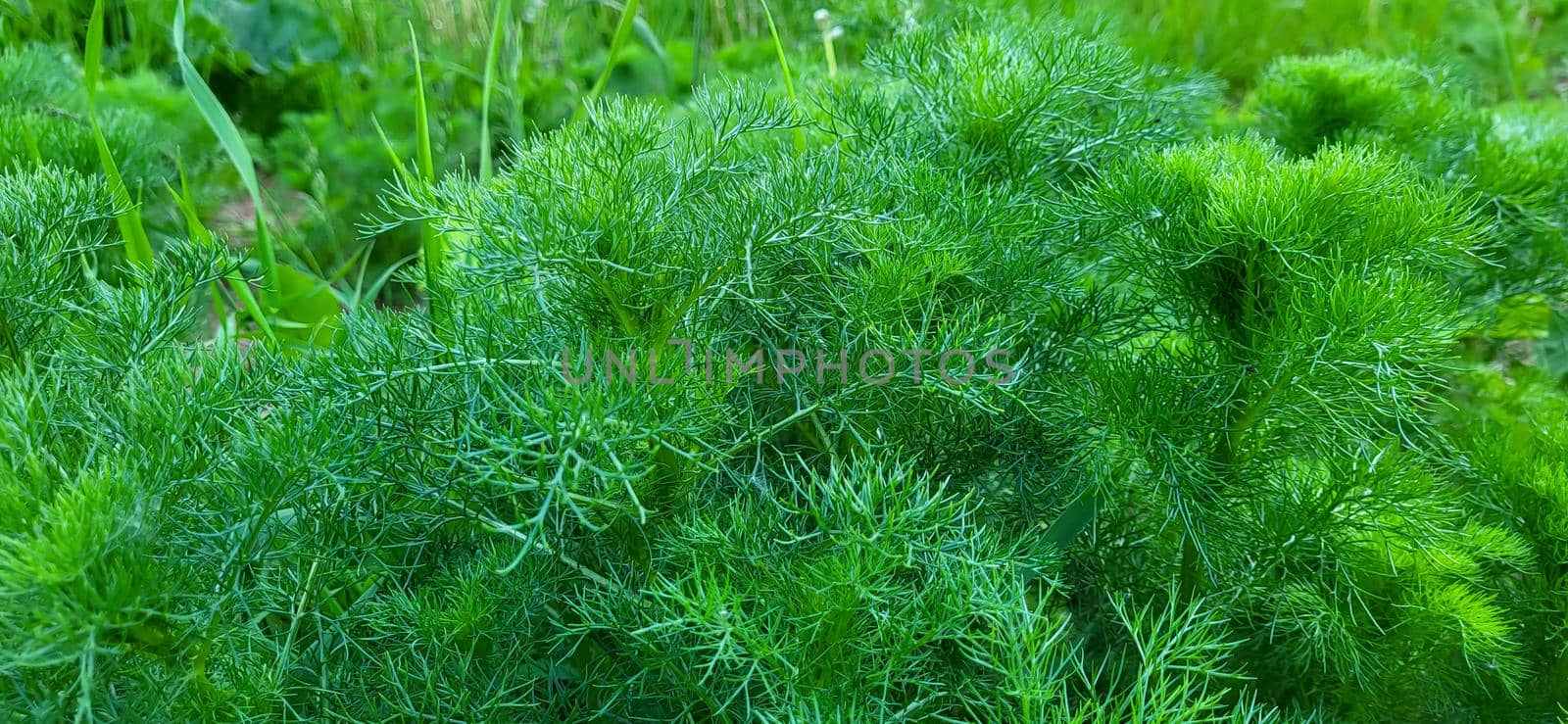 Green background of medicinal chamomile bushes without flowers in the forest on a sunny day. Beautiful floral background