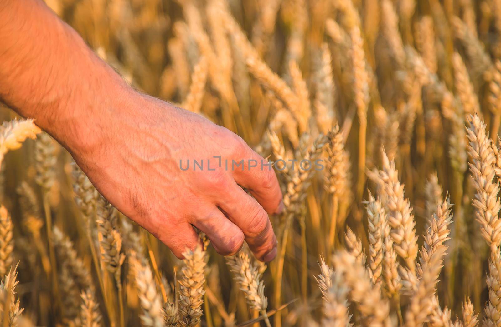 A man farmer holds ears of wheat in his hand in the field. Selective focus. by yanadjana