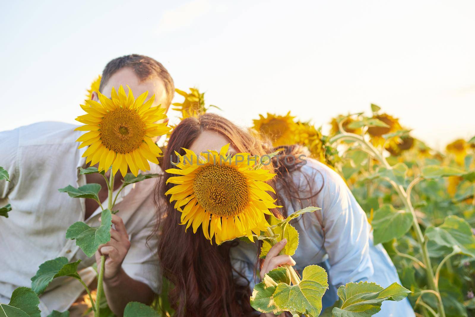 Funny loving couple of young women and men cover their faces with sunflowers in the field. Love in the summer.