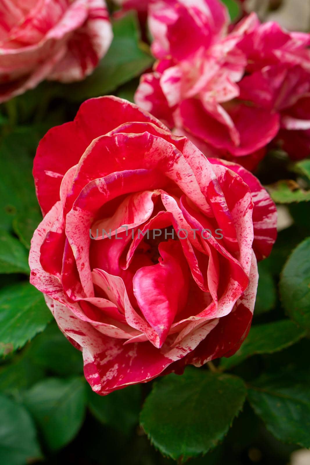 Open buds of a shrub rose with red-white petals on a background, of green leaves of a plant