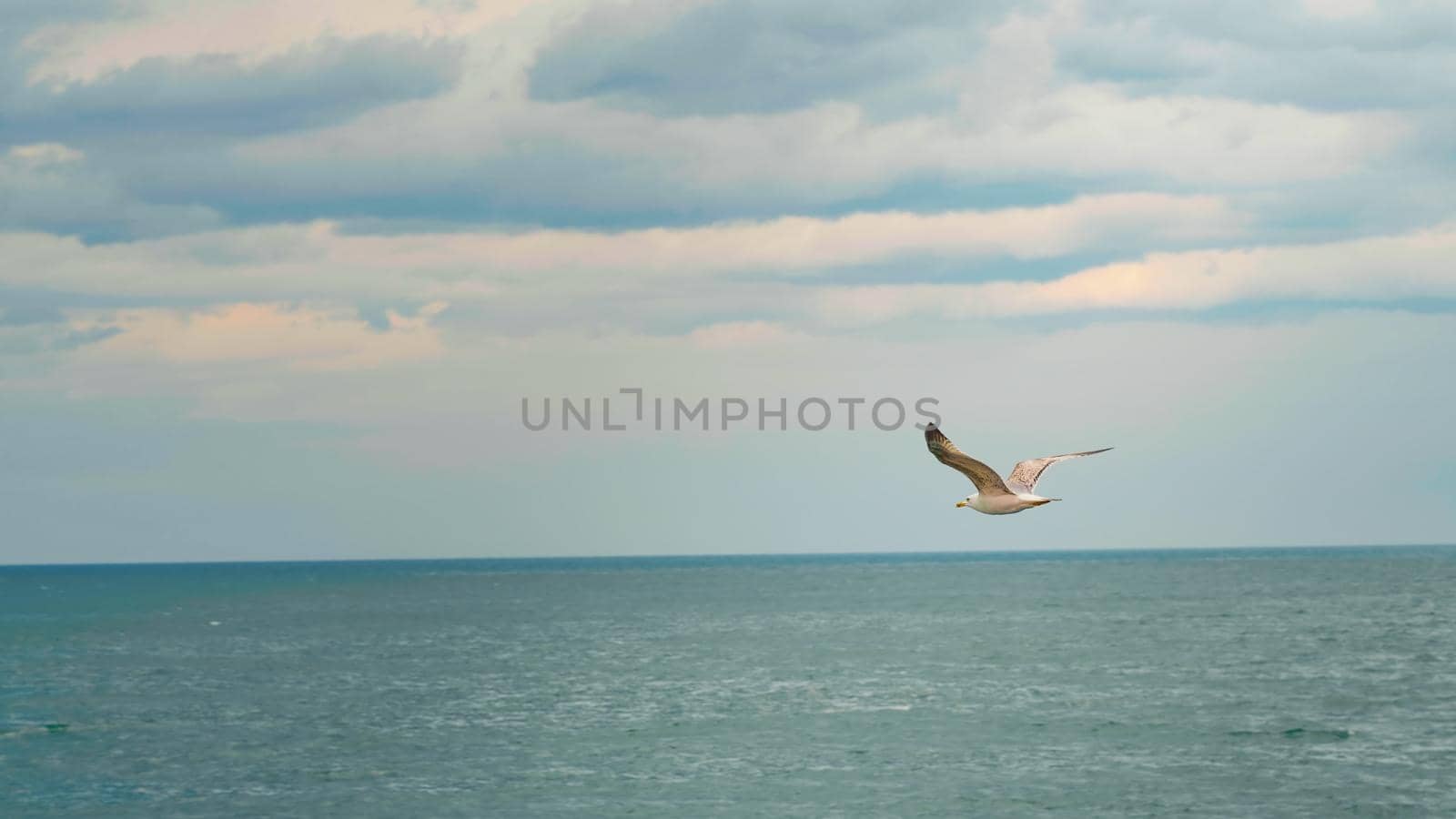 Seagulls flying and floating on air currents of wind on the sea in the summer day.