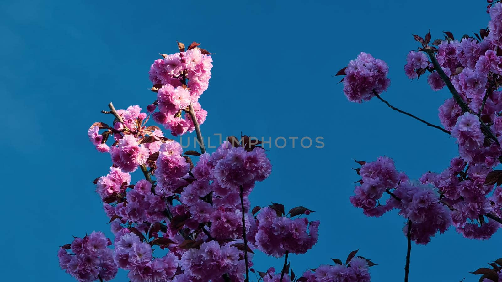 Genova, Italy - January 28, 2022: Park of Nervi by winter days. Green park for relax. Natural park near the sea, with some tall trees. Clear blue sky in the background.