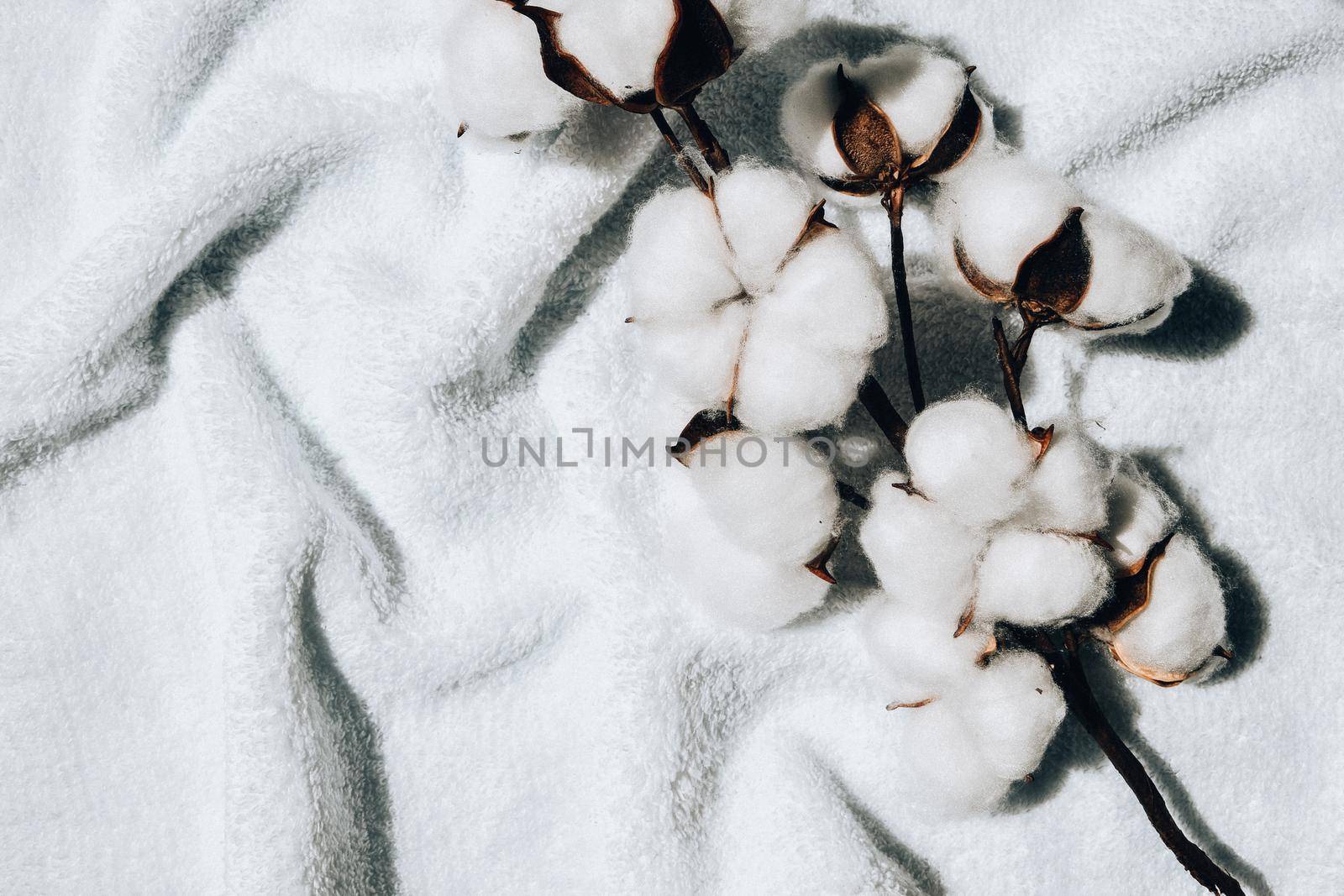 Flat lay Beautiful cotton branch on white fabric top view copy space. Natural cotton fabric texture. Delicate white cotton flowers. by anna_stasiia