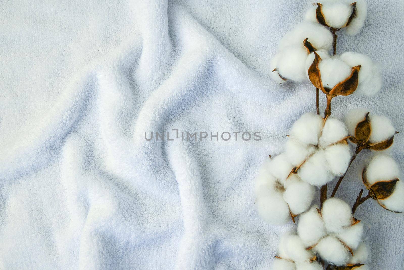 Flat lay Beautiful cotton branch on white fabric top view copy space. Natural cotton fabric texture. Delicate white cotton flowers. Light color cotton background. Eco textiles. Fabric backdrop