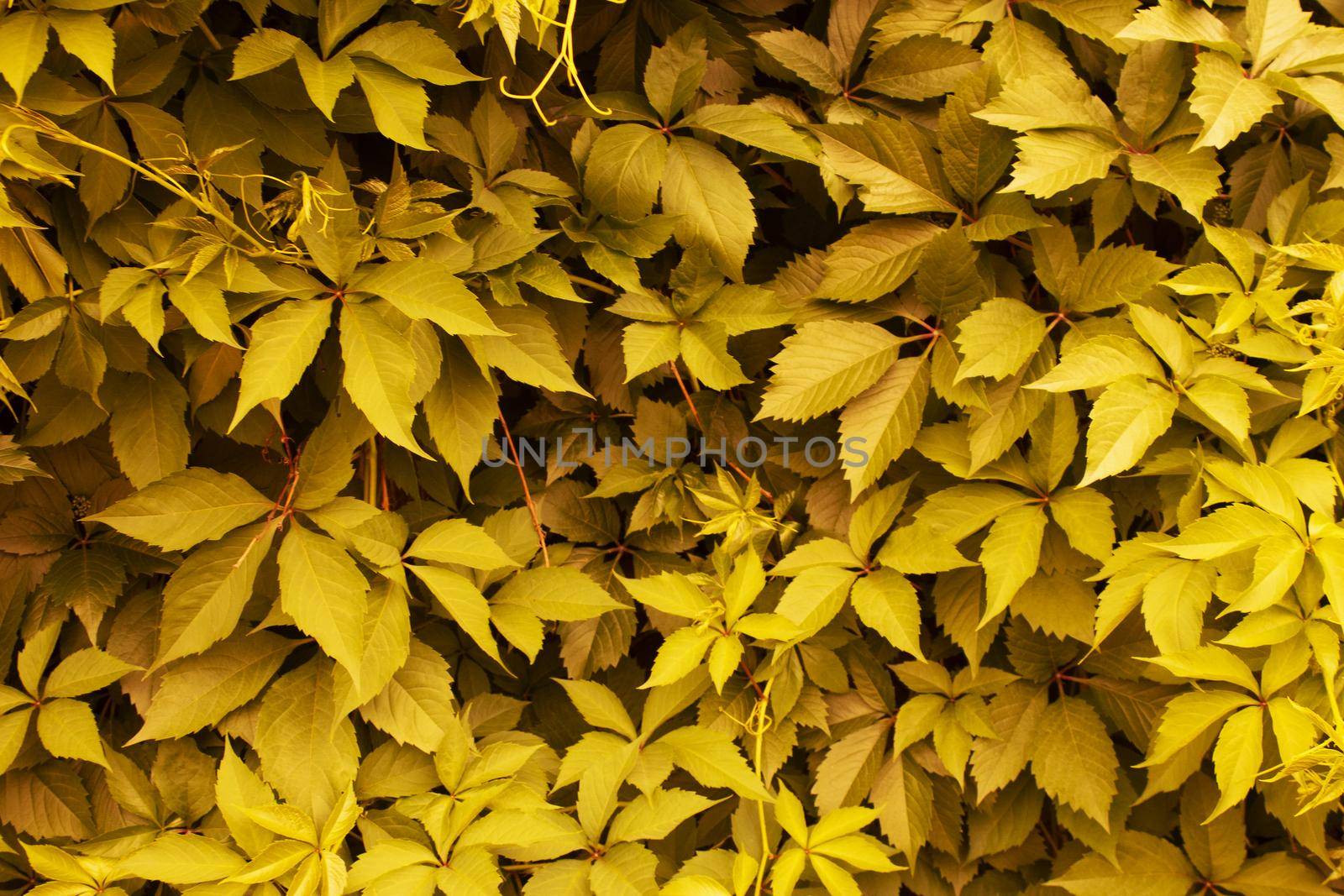background wall fence made of yellow gold autumn leaves