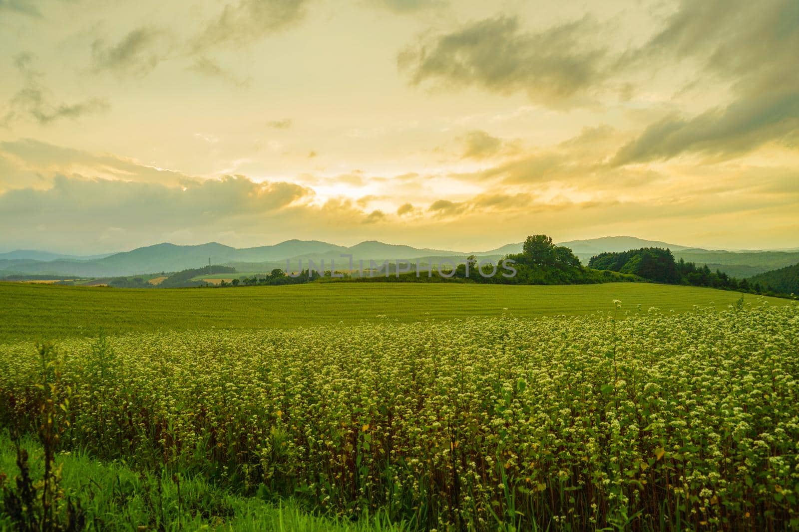 Sunset view with meadow in Hokkaido. Shooting Location: Hokkaido Biei-cho