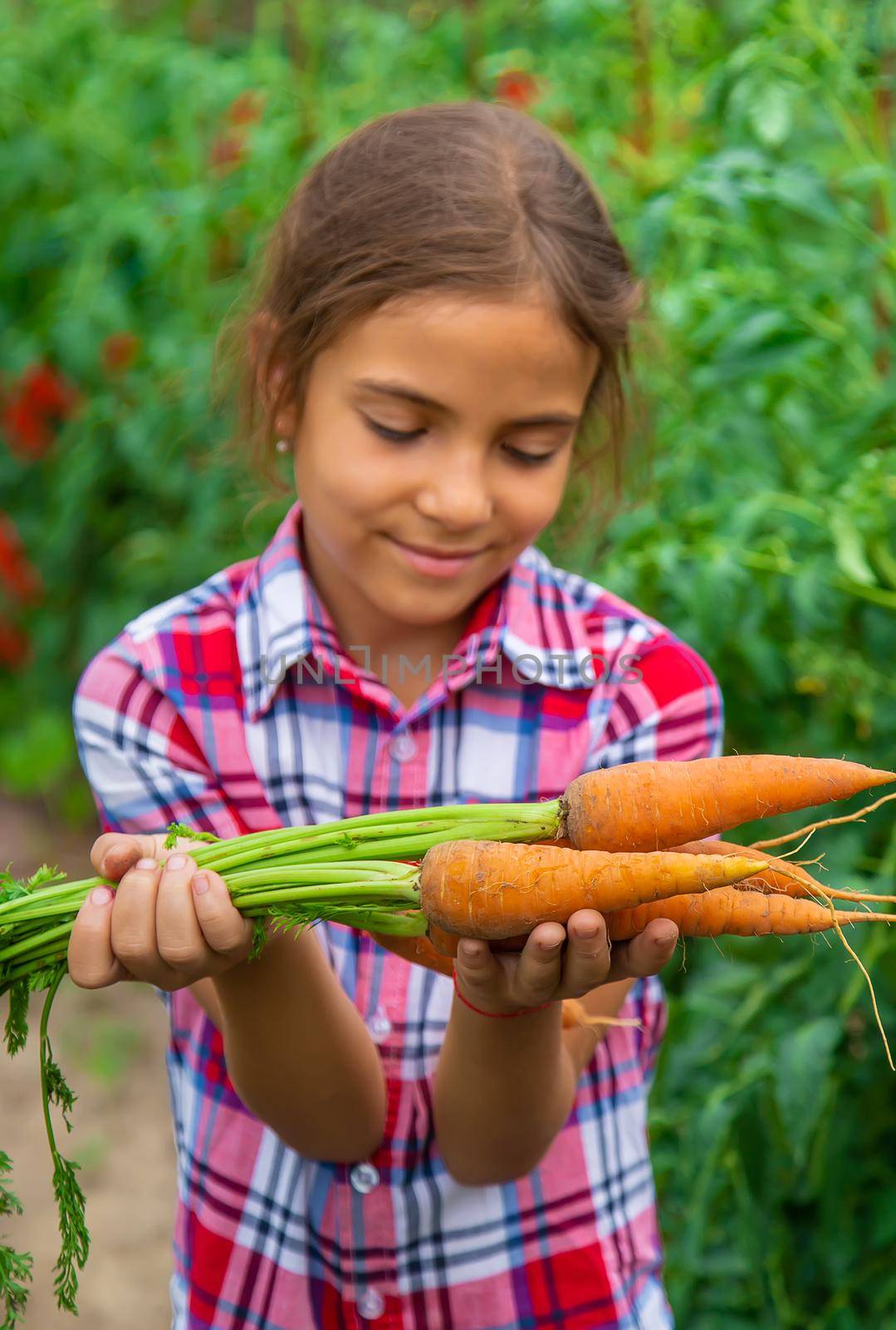 The child holds the carrot in his hands in the garden. Selective focus. by yanadjana