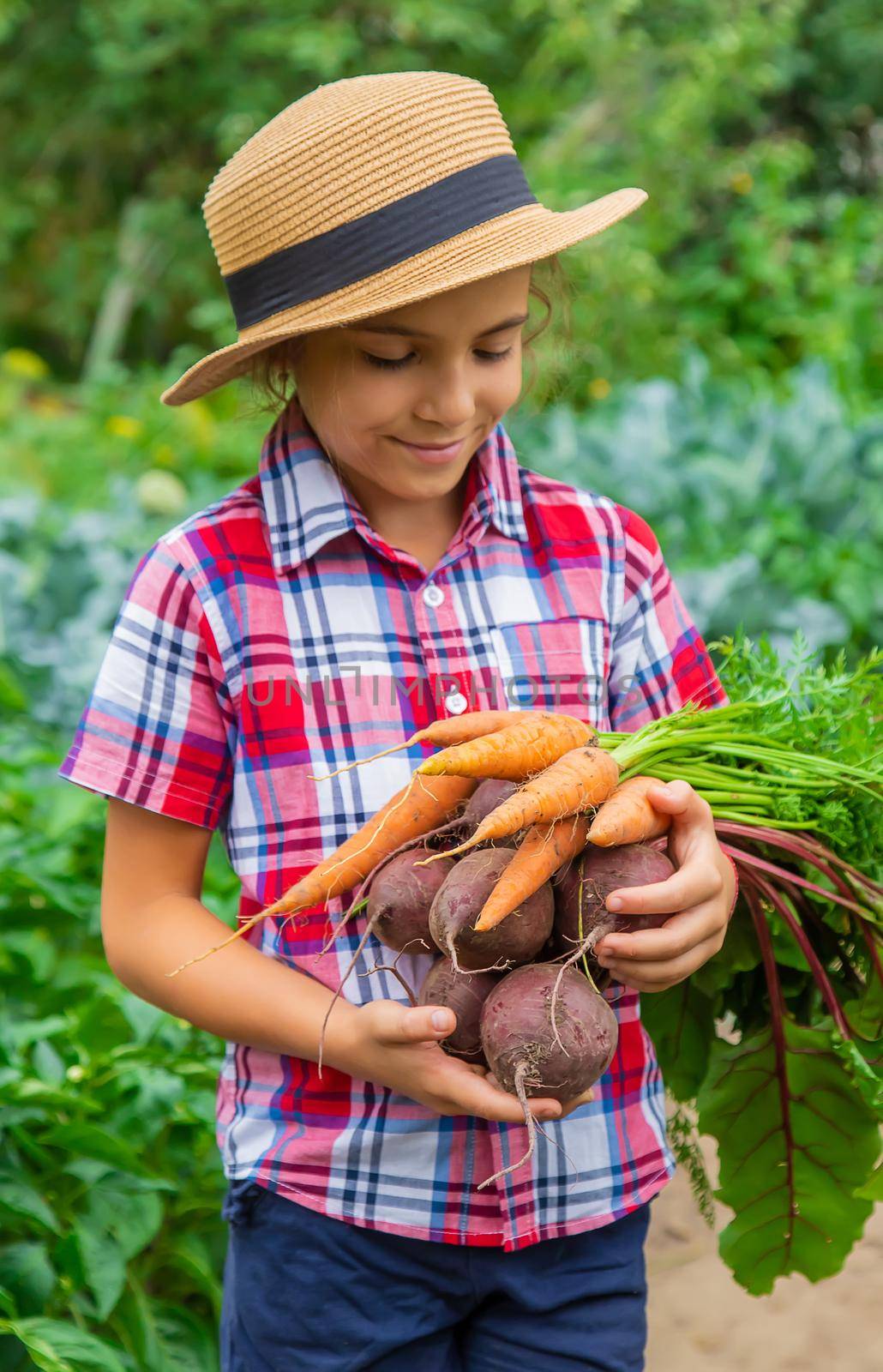 The child holds beets and carrots in his hands in the garden. Selective focus. by yanadjana