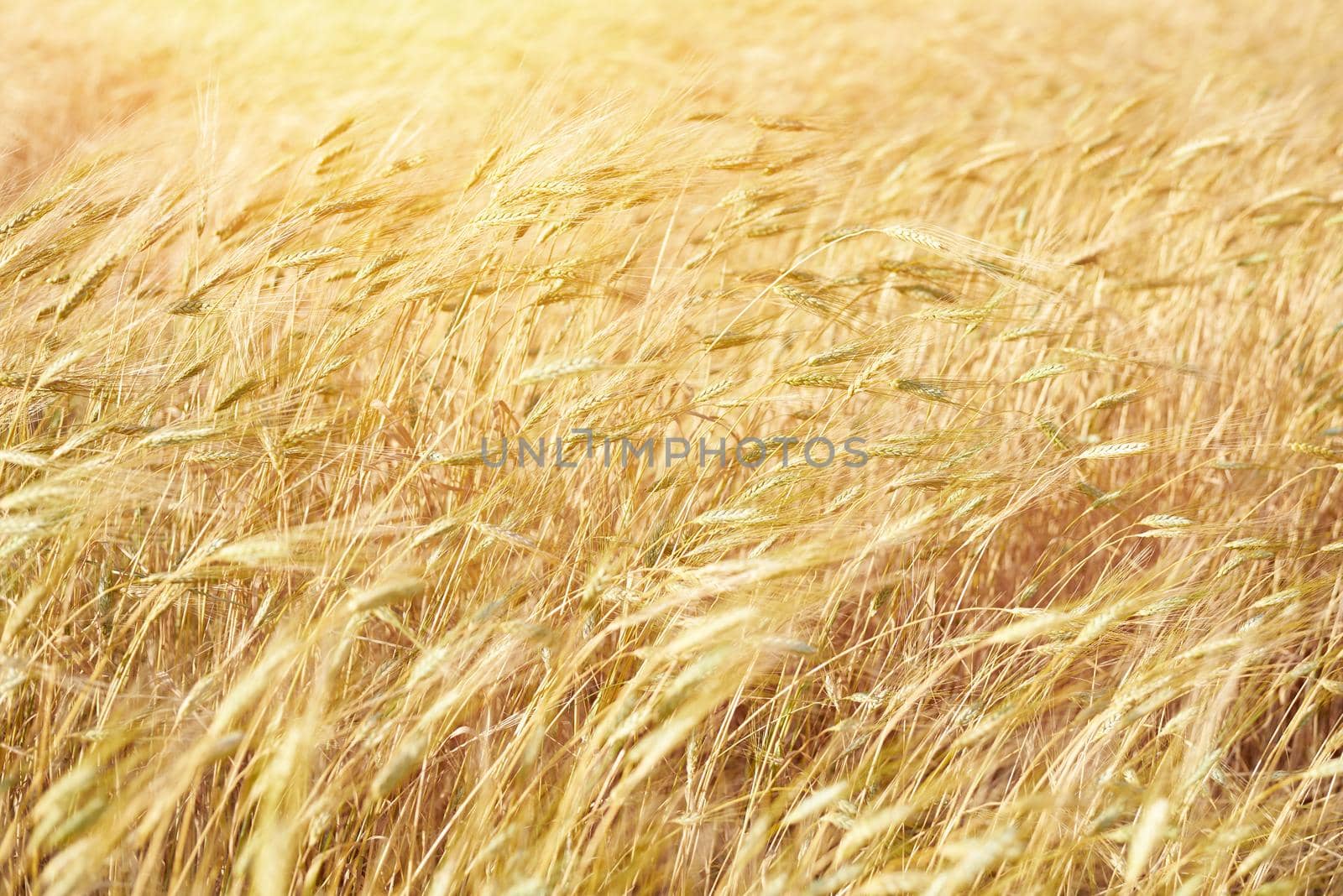 Golden ears of wheat on a sunny summer day.