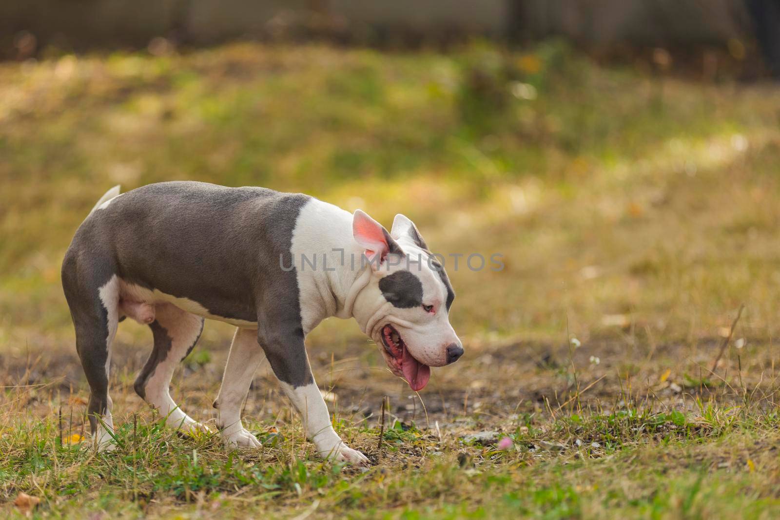 dog breed pit bull terrier on the playground by zokov