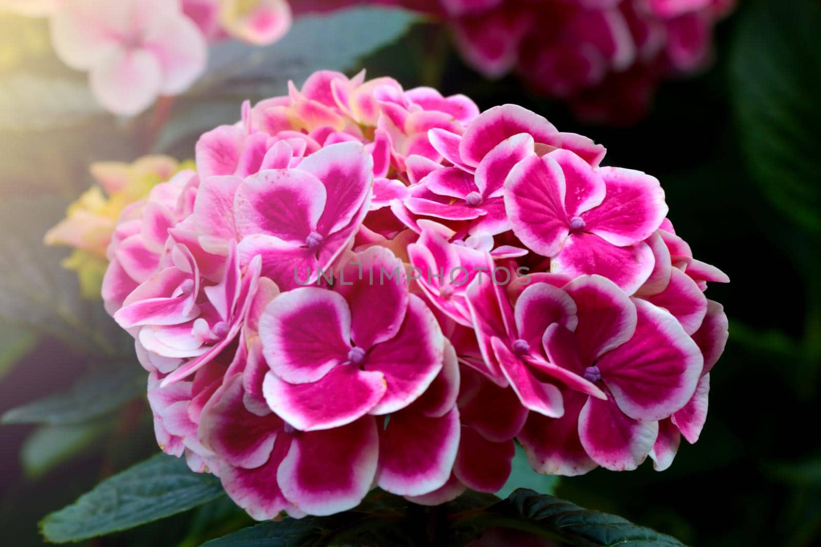 Close-up of a red bud of flowering hydrangeas in the garden